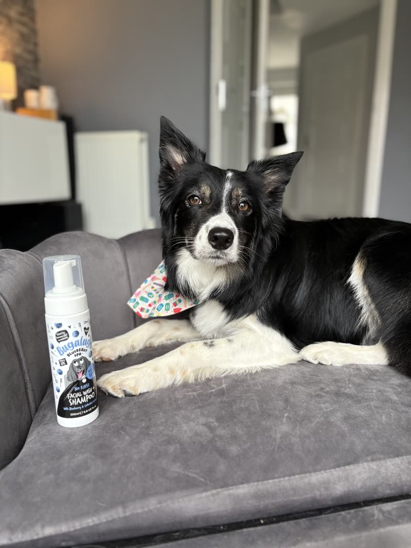A border collie stood alert on a sofa in a bright living room with a Bugalugs shampoo bottle in the foreground