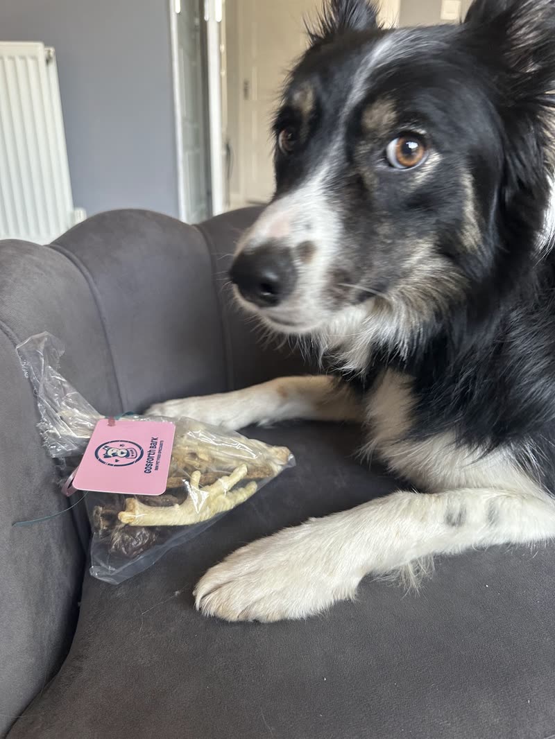 A border collie in a bandana lying on a sofa beside a grooming spray